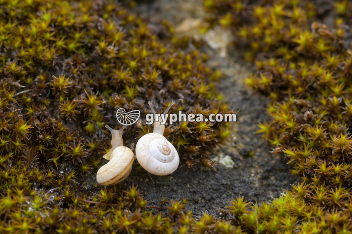 Escargots sur mousse - gryphea.org